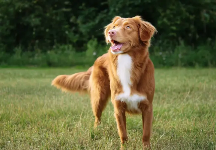 Un perro Nova Scotia Duck Tolling Retriever, con pelaje rojizo y blanco, mira hacia la derecha con la boca abierta en un campo verde.