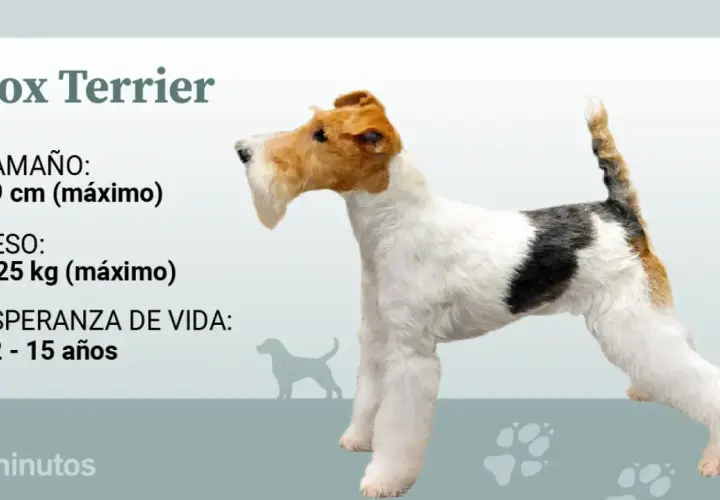 Un perro fox terrier pelo duro, con pelaje blanco, negro y marrón, se muestra de perfil.