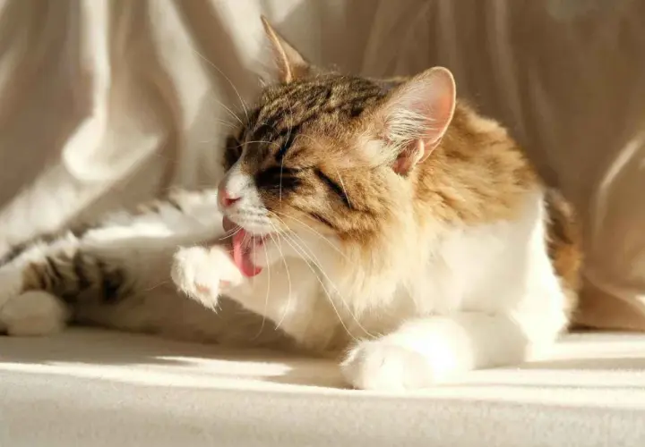 Gato atigrado blanco y marrón se lame la pata, buscando remedios caseros para eliminar bolas de pelo en gatos.