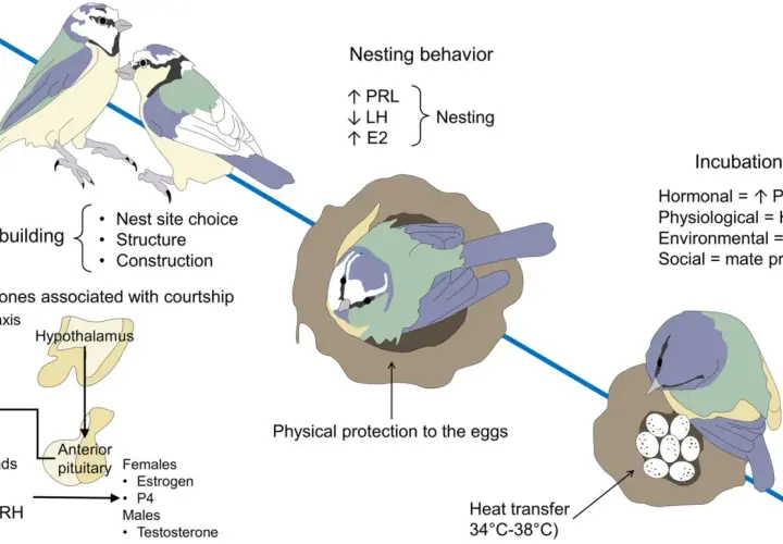 Ilustración que detalla cómo se reproducen los pájaros: construcción del nido, hormonas, anidación, incubación y protección de los huevos.