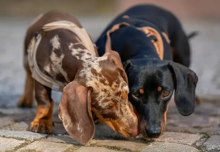Dos perros salchicha teckel, uno atigrado y otro negro, se saludan con sus hocicos.