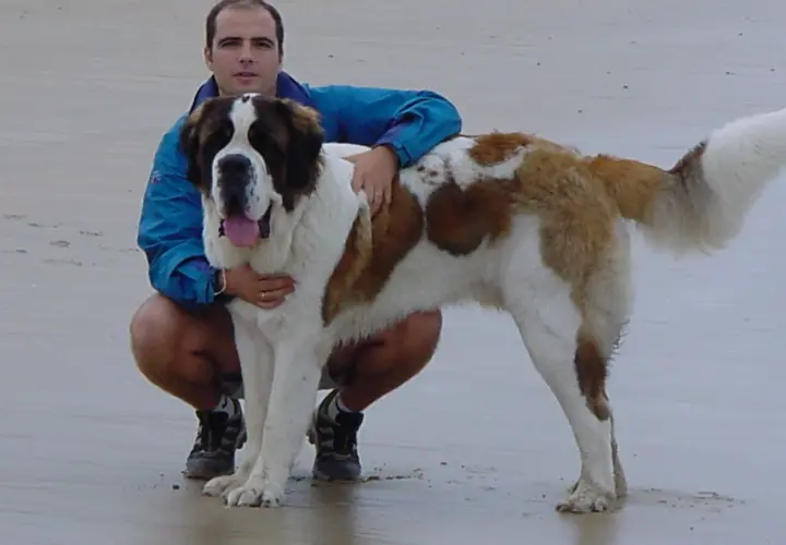 Hombre agachado con un san bernardo gigante en la playa.