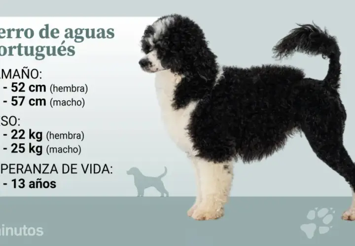 Perro de aguas portugués, un can de pelaje rizado blanco y negro, con información sobre su tamaño, peso y esperanza de vida.