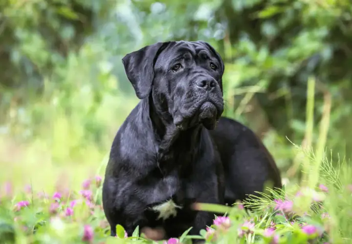 Majestuoso cane corso negro descansa entre flores silvestres y vegetación verde, con una mirada serena y atenta.