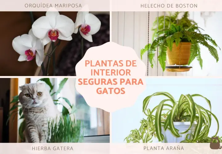 Orquídea mariposa, helecho de Boston, hierba gatera y planta araña: fotos de plantas no tóxicas para gatos.