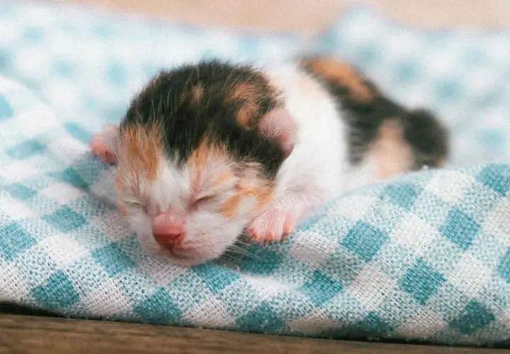Un tierno gato de 3 semanas, con pelaje tricolor, duerme plácidamente sobre una manta a cuadros.