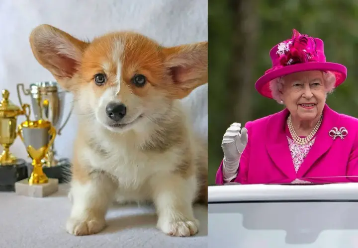Un tierno cachorro corgi con trofeos y la Reina Isabel con su característico traje rosa.