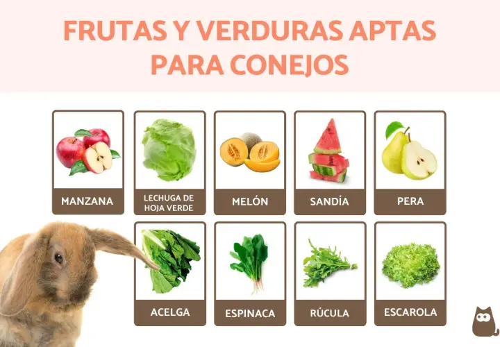 Un conejo adorable mira hacia unas espinacas, indicando que los conejos pueden comer espinacas, junto a otras frutas y verduras aptas.