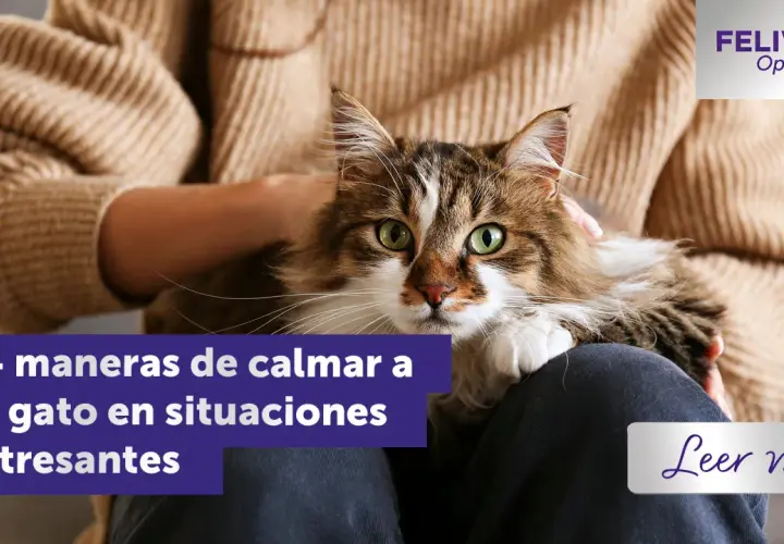 Un gato atigrado de pelo largo, con ojos verdes brillantes, descansa en el regazo de una persona. El texto indica "14 maneras de calmar a tu gato en situaciones estresantes".