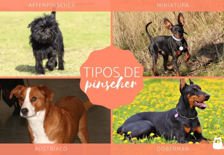 Affenpinscher, miniatura, austríaco y Dóberman: conoce los tipos de pinscher miniatura y sus diferencias.