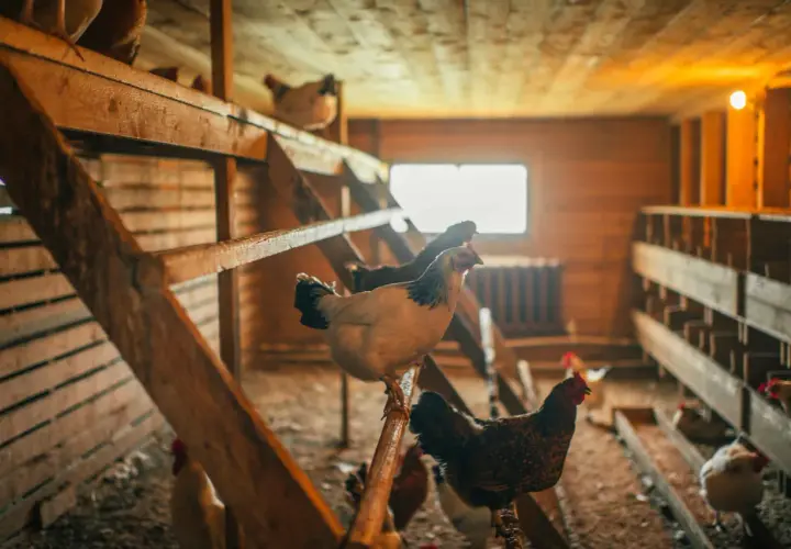 En el gallinero, una cría de gallinas se posa en una percha de madera. Otras gallinas se mueven por el suelo y en las perchas superiores.