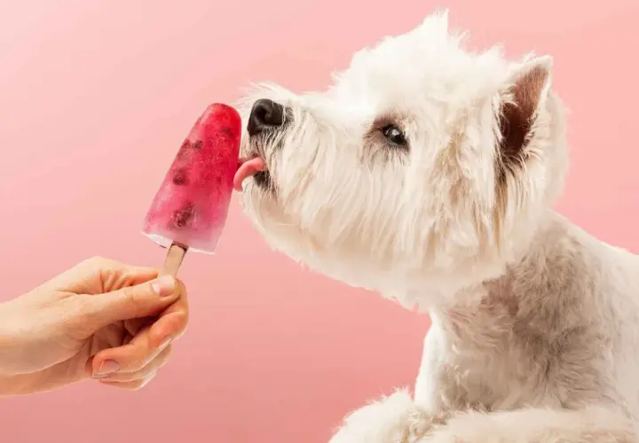 Un perro blanco disfruta de helados caseros para perros, lamiendo un palito de fruta roja sobre fondo rosa.