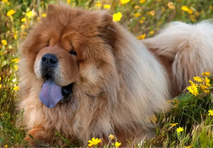 Perro chow chow con lengua azul descansa feliz entre flores amarillas.
