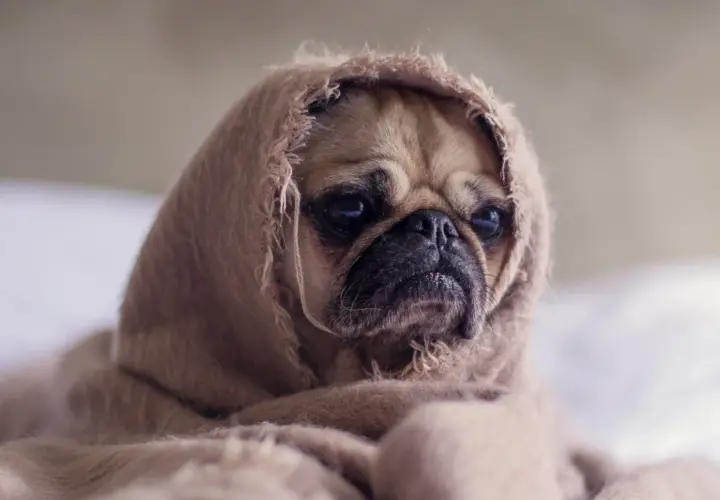 Un pug envuelto en una manta, con cara de "mi perro tiene mocos que le puedo dar".