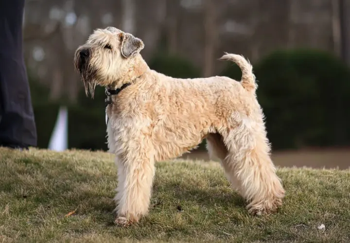 Un Irish Soft Coated Wheaten Terrier de pelaje dorado y ondulado, con su característica barba, posa en un césped.