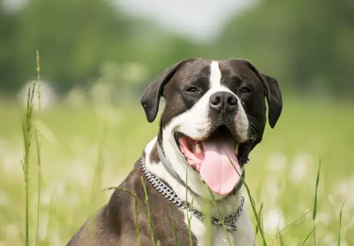 Un perro que no ladra, con su lengua rosada fuera, disfruta del campo verde.