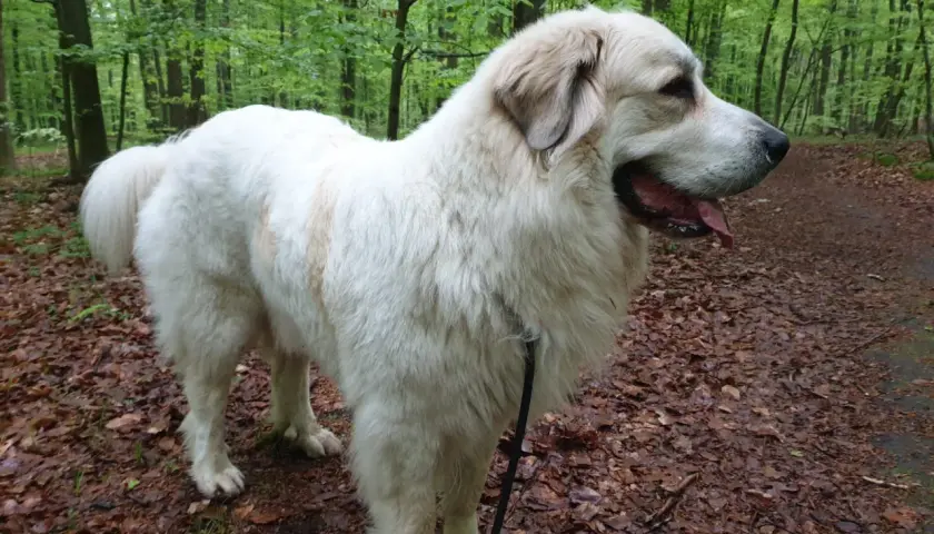 Majestuoso mastín del Pirineo, con su pelaje blanco y denso, pasea por un sendero boscoso cubierto de hojas secas.
