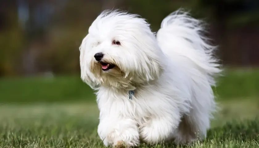 Un adorable coton de tulear corre feliz por el césped, su pelaje blanco ondea al viento.