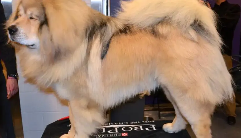 Majestuoso dogo del Tíbet, con su denso pelaje dorado y manchas oscuras, posa con orgullo.