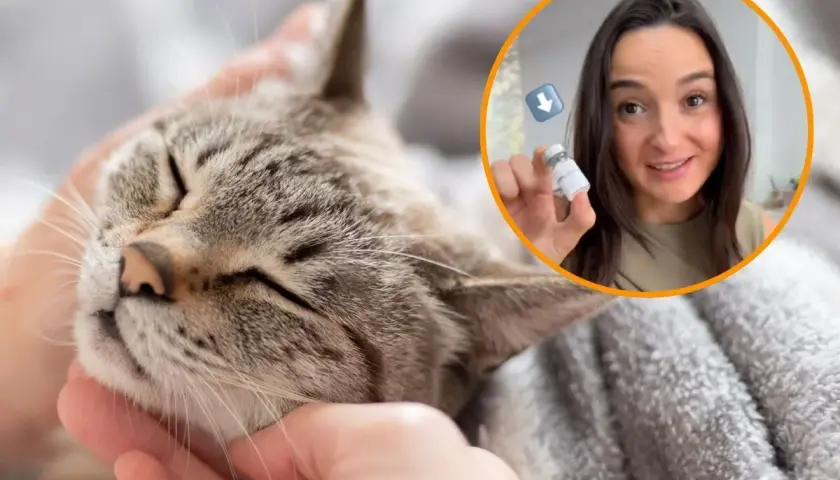 Gato relajado mientras una mujer muestra una vacuna para la alergia a gatos.