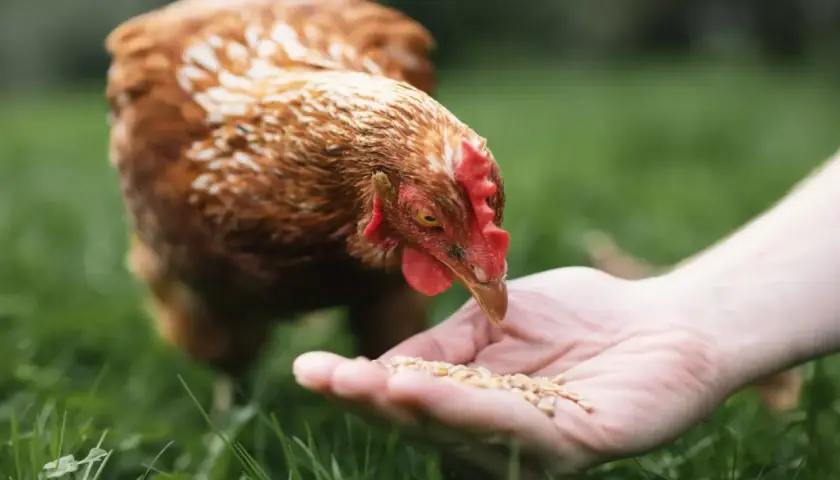 Gallina comiendo de una mano, cuidando su salud para prevenir la gripe aviar.