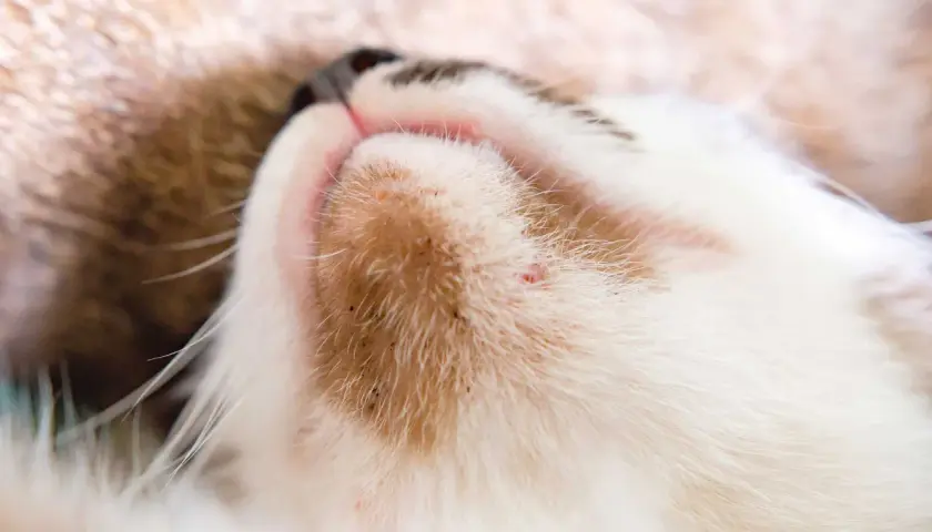 Primer plano del mentón de un gato con pequeños puntos rojos y negros, indicativos de acné en gatos.