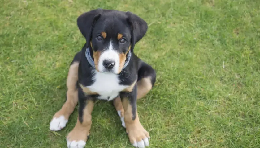 Un cachorro de boyero de Entlebuch, con su pelaje tricolor y ojos curiosos, sentado en la hierba verde.