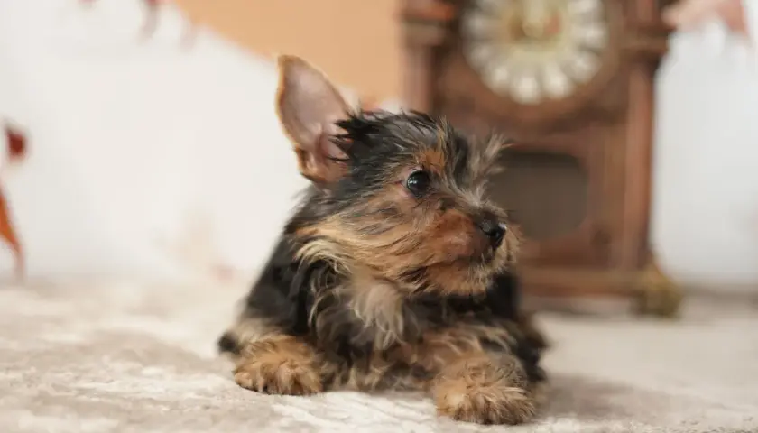 Un adorable cachorro fox terrier mini, con su pelaje oscuro y dorado, descansa sobre una manta suave.