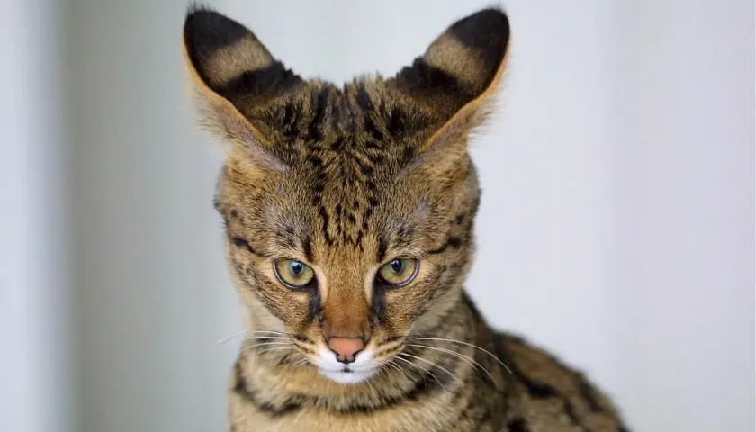 Gato Savannah de tamaño impresionante, con orejas grandes y atigradas, y ojos verdes penetrantes.