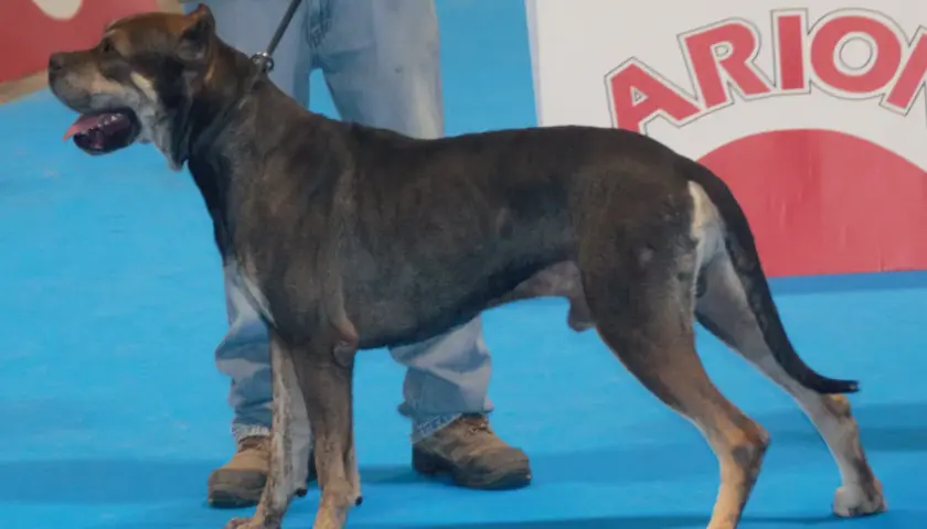 Un alano español con orejas, de pie sobre una alfombra azul, con su dueño a su lado.