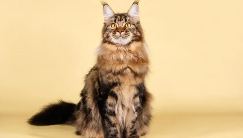 Majestuoso maine coon gigante, con su pelaje atigrado y ojos dorados, posa con elegancia sobre fondo amarillo.