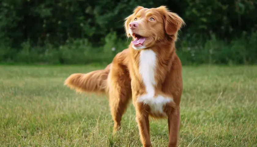 Un perro Nova Scotia Duck Tolling Retriever, con pelaje rojizo y blanco, mira hacia la derecha con la boca abierta en un campo verde.