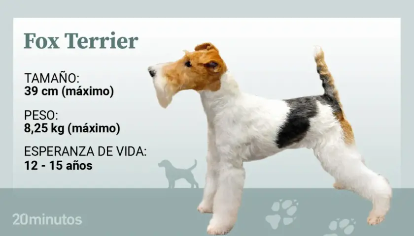 Un perro fox terrier pelo duro, con pelaje blanco, negro y marrón, se muestra de perfil.