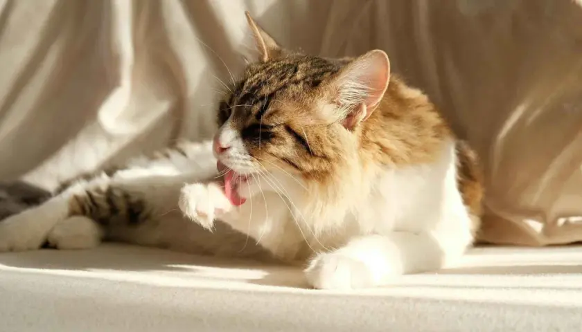 Gato atigrado blanco y marrón se lame la pata, buscando remedios caseros para eliminar bolas de pelo en gatos.