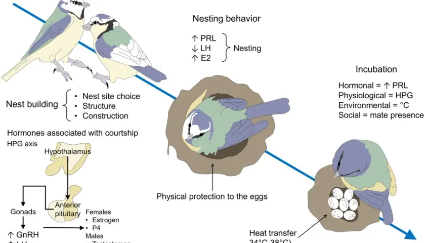 Ilustración que detalla cómo se reproducen los pájaros: construcción del nido, hormonas, anidación, incubación y protección de los huevos.