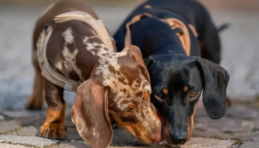 Dos perros salchicha teckel, uno atigrado y otro negro, se saludan con sus hocicos.