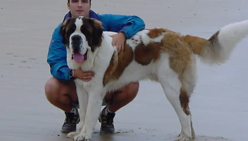 Hombre agachado con un san bernardo gigante en la playa.