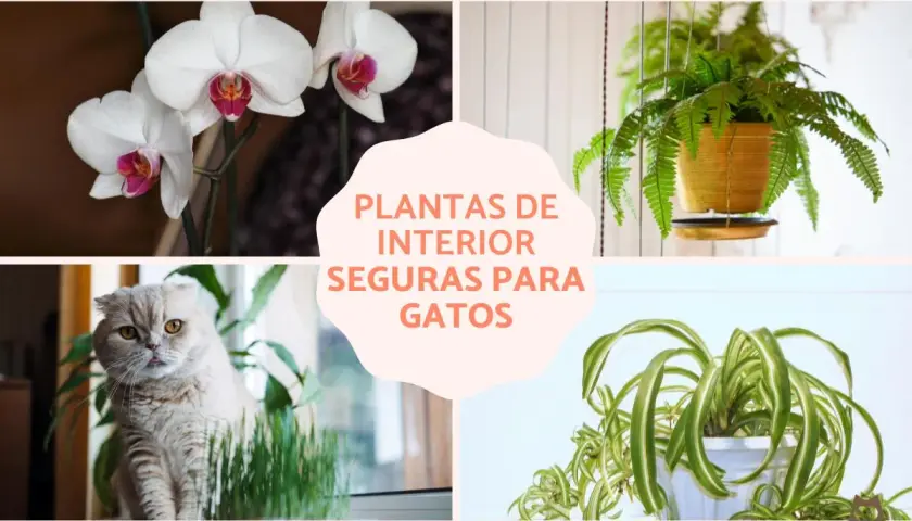 Orquídea mariposa, helecho de Boston, hierba gatera y planta araña: fotos de plantas no tóxicas para gatos.