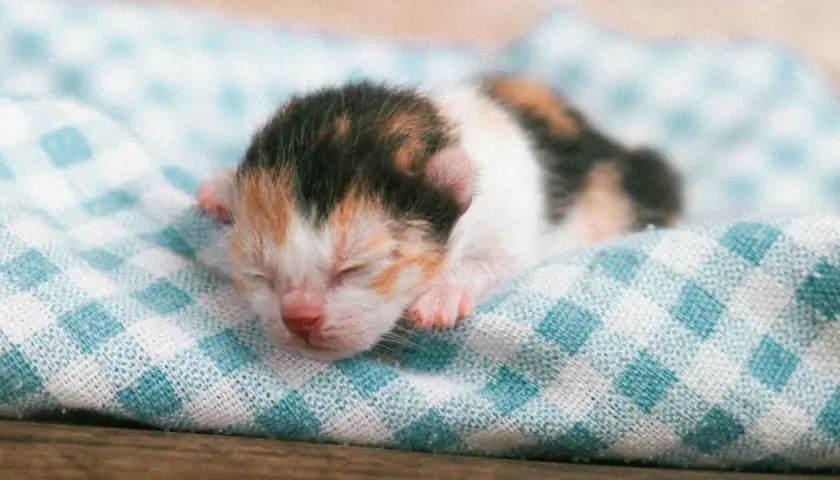 Un tierno gato de 3 semanas, con pelaje tricolor, duerme plácidamente sobre una manta a cuadros.