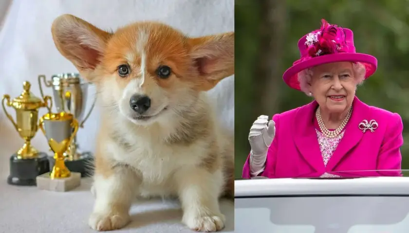 Un tierno cachorro corgi con trofeos y la Reina Isabel con su característico traje rosa.