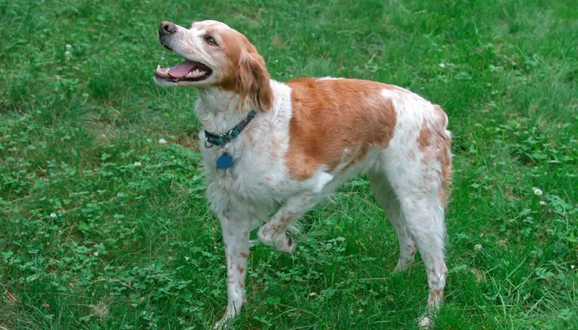 Un perro bretón marrón y blanco, con la boca abierta y una pata levantada, disfruta del césped verde.