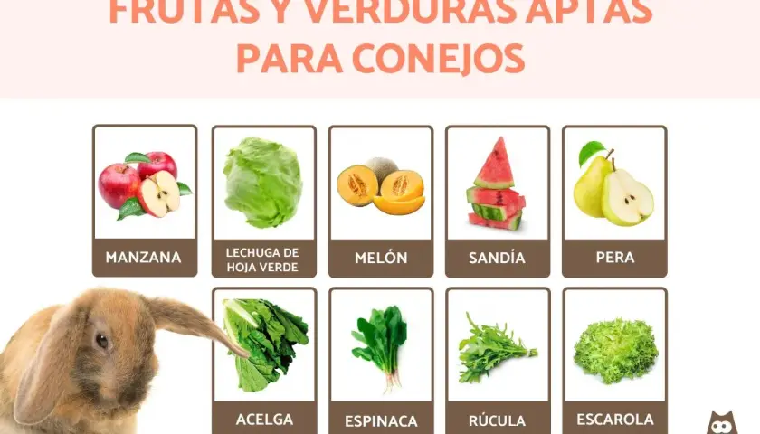 Un conejo adorable mira hacia unas espinacas, indicando que los conejos pueden comer espinacas, junto a otras frutas y verduras aptas.