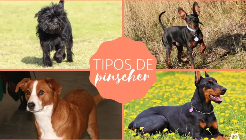 Affenpinscher, miniatura, austríaco y Dóberman: conoce los tipos de pinscher miniatura y sus diferencias.