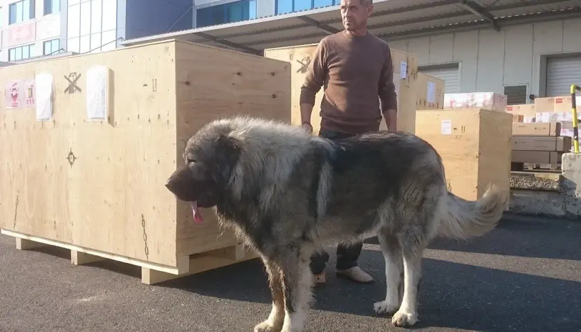 Un imponente pastor del Cáucaso, con su pelaje gris y blanco, se para junto a grandes cajas de madera. Un hombre lo observa.