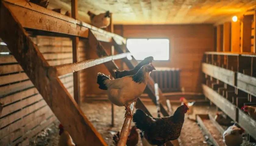 En el gallinero, una cría de gallinas se posa en una percha de madera. Otras gallinas se mueven por el suelo y en las perchas superiores.