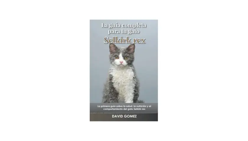 Un tierno **selkirk rex bebe** con pelaje rizado y ojos curiosos, protagonista de "La guía completa para tu gato Selkirk rex".