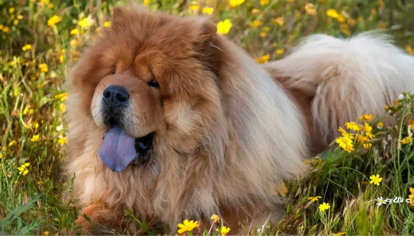 Perro chow chow con lengua azul descansa feliz entre flores amarillas.