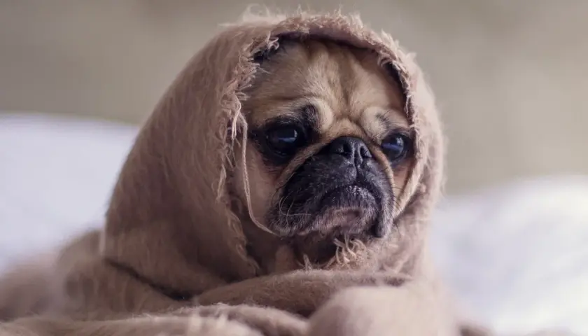 Un pug envuelto en una manta, con cara de "mi perro tiene mocos que le puedo dar".