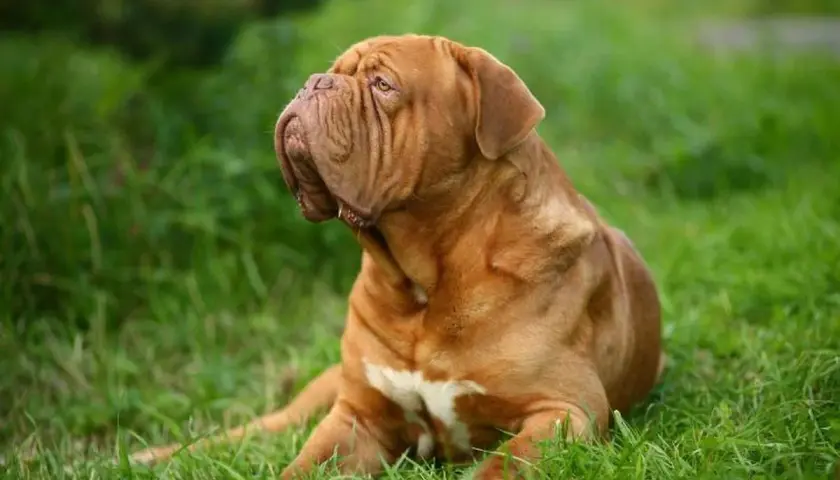 Un majestuoso dogo de burdeos descansa en la hierba verde, su piel rojiza y arrugada resalta contra el follaje.