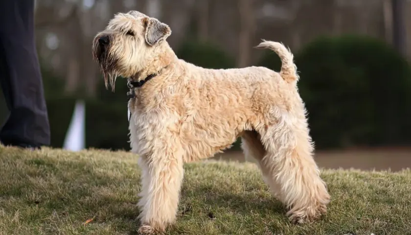 Un Irish Soft Coated Wheaten Terrier de pelaje dorado y ondulado, con su característica barba, posa en un césped.